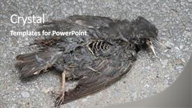  Presentation with pavement - Presentation design featuring mortality - dead bird on pavement background and a gray colored foreground