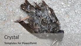  Presentation with pavement - Cool new PPT theme with mortality - dead bird on pavement backdrop and a light gray colored foreground