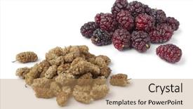  Presentation with white mulberry - Colorful PPT theme enhanced with morus - dried and fresh mulberries backdrop and a coral colored foreground