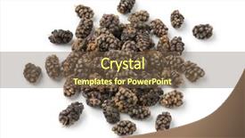  Presentation with 3d isolated t rex head - Presentation consisting of morus - heap of dried black mulberries background and a tawny brown colored foreground