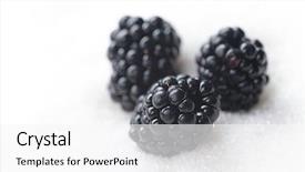  Presentation with blackberry - Theme enhanced with morus - image of sweet blackberry isolated background and a white colored foreground