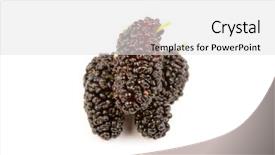  Presentation with white mulberry - PPT theme enhanced with morus - mulberry isolated on a white background and a light gray colored foreground