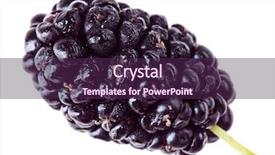  Presentation with white mulberry - Slide deck featuring morus - one mulberry fruits isolated background and a violet colored foreground