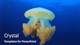  Presentation with jellyfish - Presentation design enhanced with mosaic jellyfish background and a navy blue colored foreground