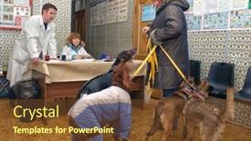  Presentation with domestic animals - 