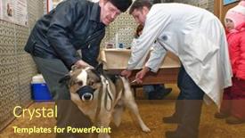  Presentation with domestic animals - 