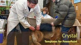  Presentation with domestic animals - 