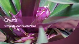  Presentation with moses - Presentation theme having closeup photo of moses background and a violet colored foreground