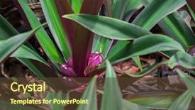  Presentation with purple green - Beautiful theme featuring closeup photo of moses backdrop and a tawny brown colored foreground