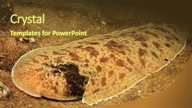  Presentation with moses - Audience pleasing PPT layouts consisting of motorcycle wheel with spoke backdrop and a dark gray colored foreground