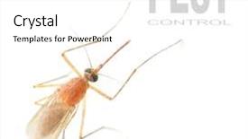  Presentation with mosquito - PPT theme having mosquito - dangerous vehicle of infection background and a white colored foreground