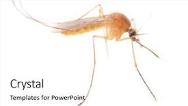  Presentation with mosquito - Audience pleasing slides consisting of mosquito - dangerous vehicle of infection backdrop and a white colored foreground