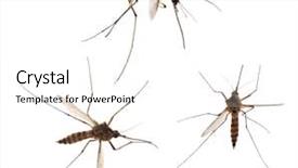  Presentation with mosquito - PPT layouts consisting of mosquito collection isolated on white background and a white colored foreground