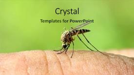  Presentation with mosquito - Slide deck having mosquito drinks blood background and a yellow colored foreground