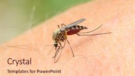  Presentation with mosquito - PPT theme consisting of mosquito drinks blood background and a lemonade colored foreground