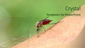  Presentation with mosquito - Cool new slide set with mosquito drinks blood backdrop and a seafoam green colored foreground