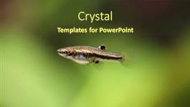  Presentation with mosquito - Slide set consisting of mosquito-fish-heterandria-formosa background and a tawny brown colored foreground