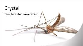  Presentation with mosquito - Slides featuring mosquito isolated on white background background and a white colored foreground