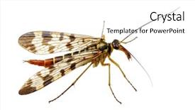  Presentation with mosquito - Audience pleasing slide set consisting of parasite malaria - mosquito isolated on white background backdrop and a white colored foreground