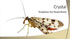  Presentation with mosquito - Presentation with parasite malaria - mosquito isolated on white background background and a white colored foreground