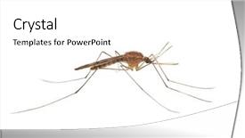  Presentation with mosquito - PPT theme with mosquito isolated on white background background and a white colored foreground