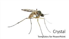  Presentation with mosquito - Theme featuring close up of elegant contemporary designed plastic chairs background and a light gray colored foreground