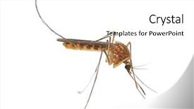 Presentation with mosquito - Presentation theme consisting of mosquito isolated on white background background and a white colored foreground