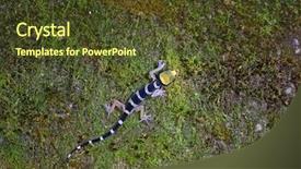  Presentation with forest - Amazing PPT theme having moss at night in malaysia backdrop and a tawny brown colored foreground