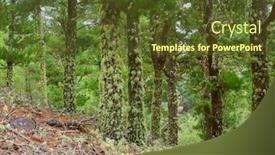  Presentation with wilderness - Slide deck with moss-covered-forest-in-wilderness background and a tawny brown colored foreground