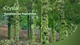  Presentation with wilderness - Presentation featuring moss-covered-forest-in-wilderness background and a tawny brown colored foreground