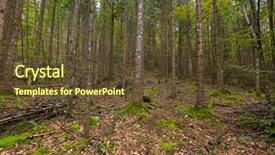  Presentation with growing tree - Presentation theme with moss covering on tree bark background and a tawny brown colored foreground