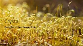  Presentation with moss - Slides enhanced with moss-in-it-s-nature background and a gold colored foreground