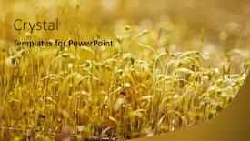  Presentation with moss - PPT layouts with moss-in-it-s-nature background and a gold colored foreground