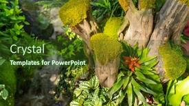  Presentation with bonsai - Presentation enhanced with moss-is-used-for-gardens background and a tawny brown colored foreground