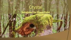  Presentation with moss - Presentation theme featuring moss-on-a-dead-tree and a tawny brown colored foreground