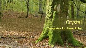  Presentation with jungle - Audience pleasing presentation design consisting of moss-on-irati-jungle-pyrenees backdrop and a tawny brown colored foreground
