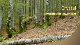  Presentation with jungle - Audience pleasing presentation design consisting of moss-on-irati-jungle-pyrenees backdrop and a tawny brown colored foreground
