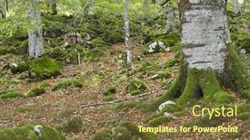  Presentation with jungle - Theme enhanced with moss-on-the-jungle-irati background and a  colored foreground