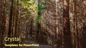  Presentation with woods - Slides enhanced with moss-on-the-trees background and a wine colored foreground