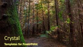  Presentation with woods - Presentation theme consisting of moss-on-the-trees background and a wine colored foreground