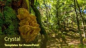  Presentation with moss - Presentation having moss-on-the-trees background and a tawny brown colored foreground