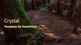  Presentation with moss - Slide set with moss-on-the-trees background and a wine colored foreground