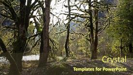  Presentation with moss - Cool new theme with moss tree in mountain george backdrop and a tawny brown colored foreground