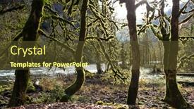  Presentation with moss - Audience pleasing presentation consisting of moss tree in mountain george backdrop and a tawny brown colored foreground