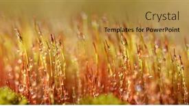  Presentation with moss - Presentation design having moss-with-dew-drops-close background and a gold colored foreground