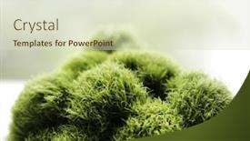  Presentation with moss - Beautiful slides featuring moss backdrop and a soft green colored foreground