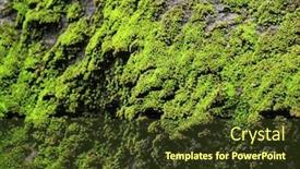  Presentation with bryophytes moss and lichen - Slides enhanced with moss background and a tawny brown colored foreground