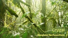  Presentation with malaysia - Presentation featuring mossy-forest-cameron-highlands-malaysia background and a tawny brown colored foreground