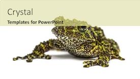  Presentation with frog - Cool new theme with mossy-frog-theloderma-corticale-isolated backdrop and a yellow colored foreground