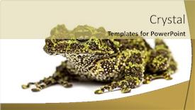  Presentation with frog - Audience pleasing slide deck consisting of mossy-frog-theloderma-corticale-isolated backdrop and a yellow colored foreground